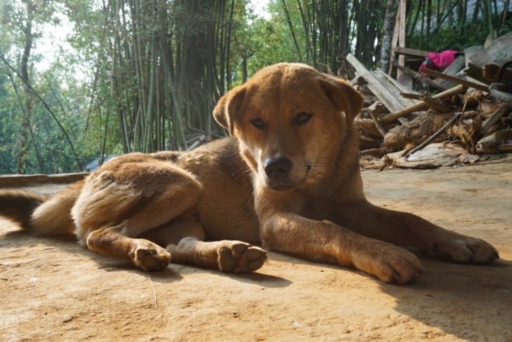Bing, notre nouveau copain !