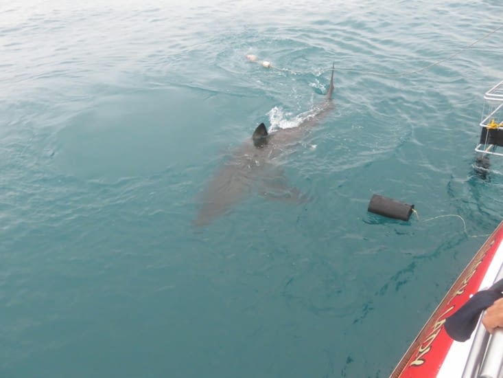 les requins blancs à Gansbaii