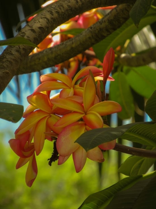 honte à moi ! je ne sais même quel est cet arbre