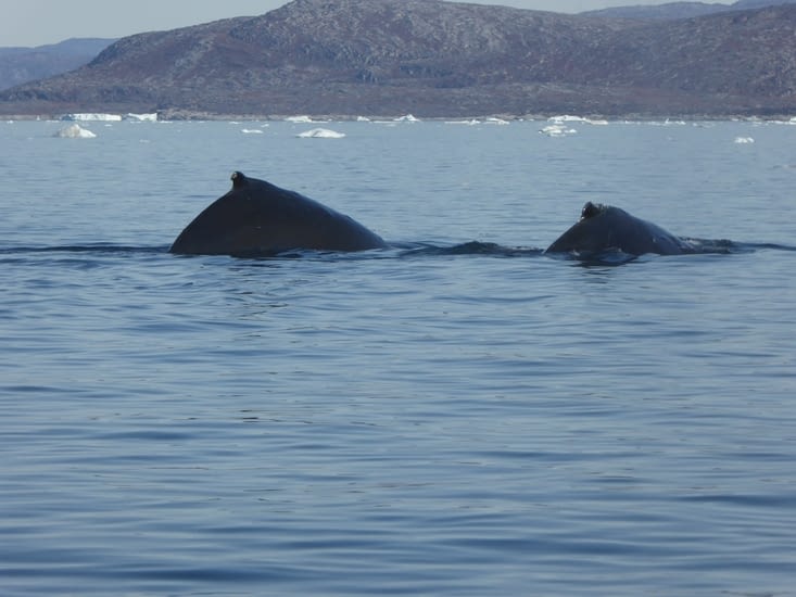 Dos de baleines à bosse