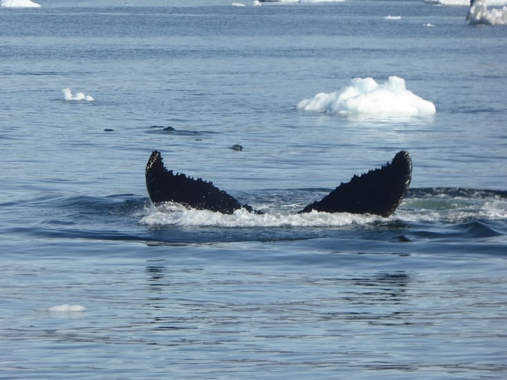 Le spectacle que tout le monde attend