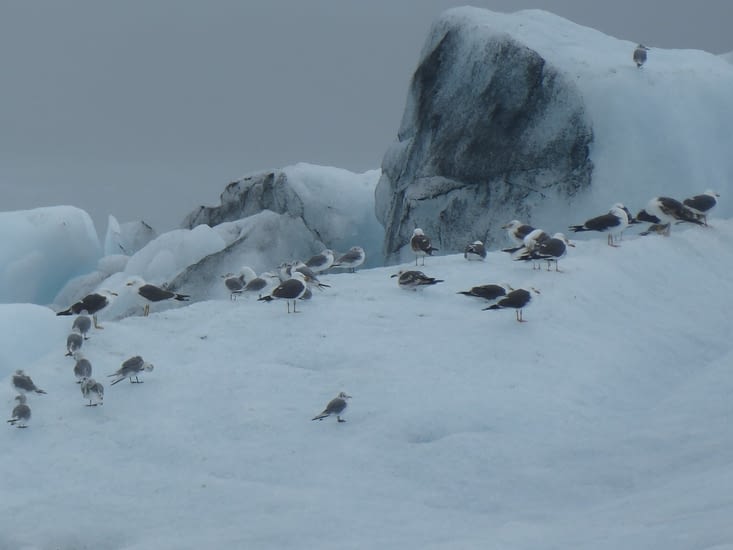 Oiseaux sur iceberg
