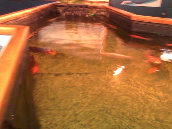 Voici le bassin ou nous avons pu touché les poissons.