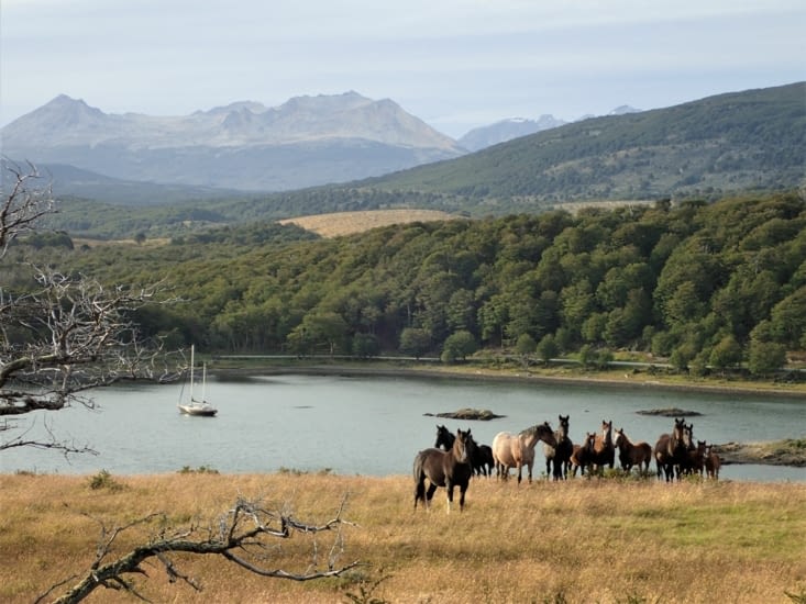 Horde de chevaux sauvages à Cambaceres