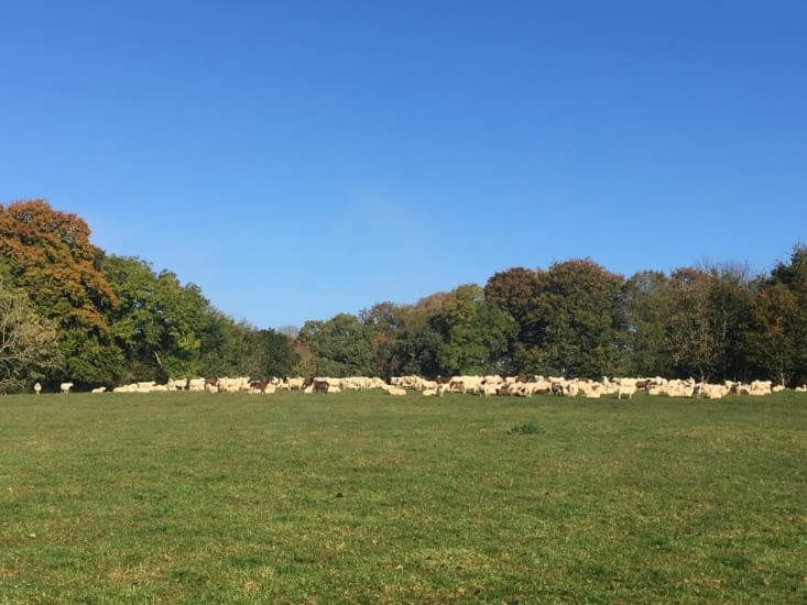 Matinée fraîche au milieu des brebis laitières