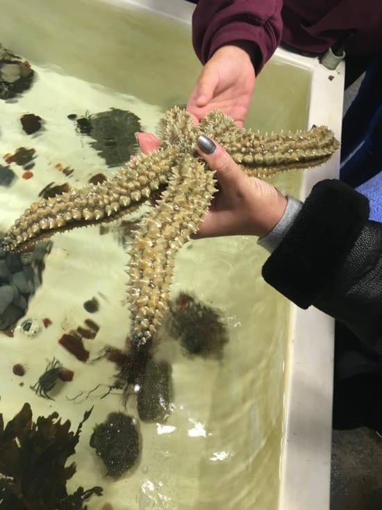 Étoile de mer sur la côte ouest