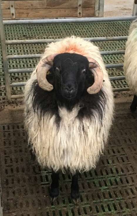 Rencontre avec une race locale