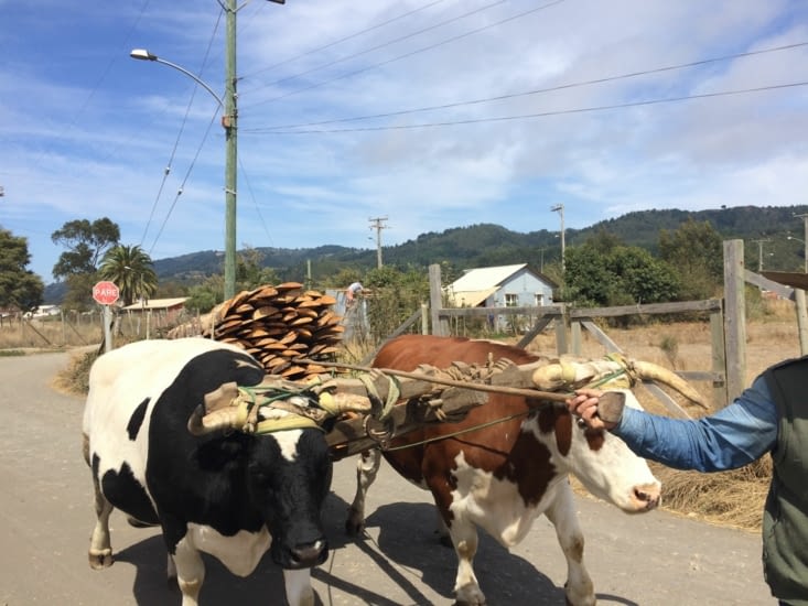 Encore des carrioles à boeufs