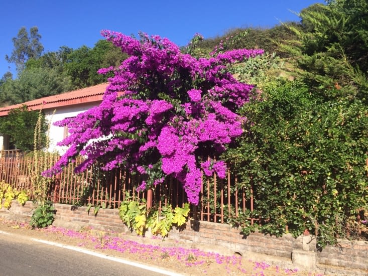 Bougainvilliers
