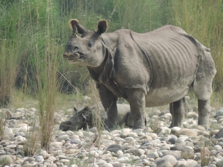 La maman rhino qui hésite a nous attaquer!
