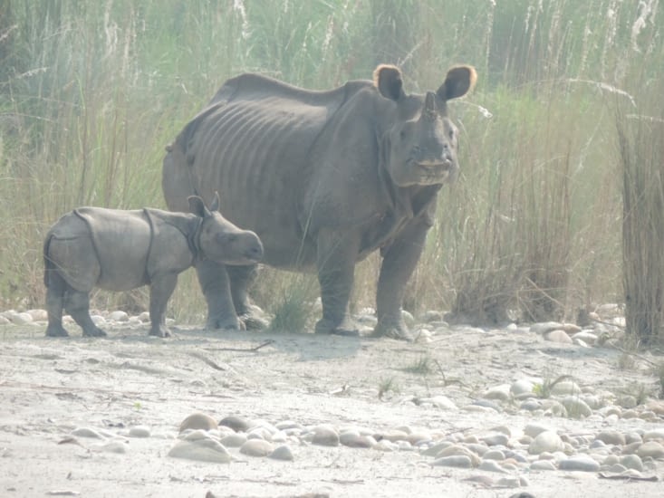 la rhino et son petit
