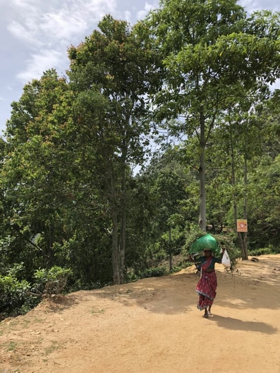 Rencontre avec ramasseuse de thé