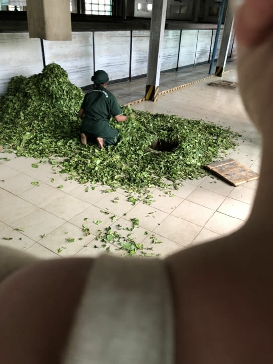 Tri des feuilles de thé après séchage