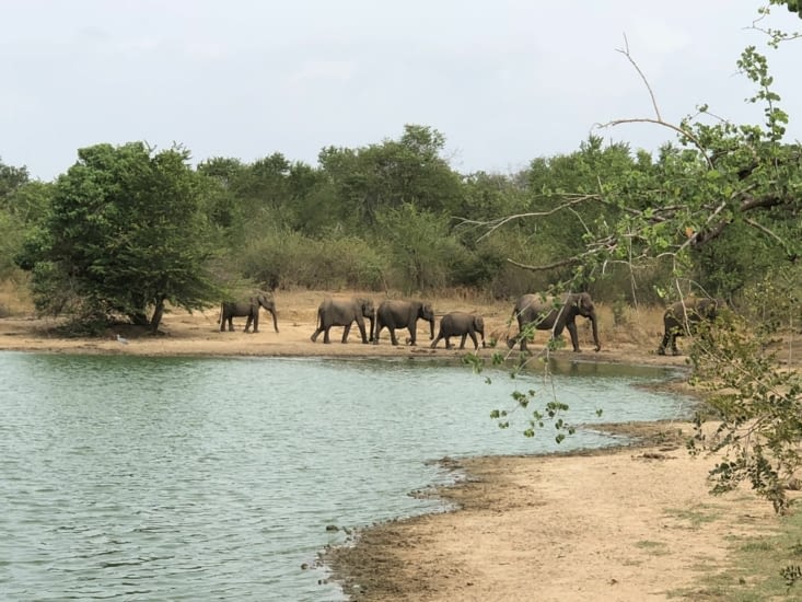 Fin du bain pour les éléphants et fin du safari