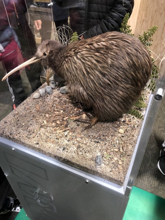 Un kiwi Empaillé