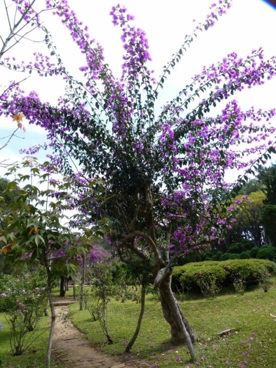 bougainvillier