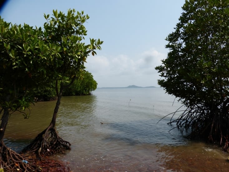 nous pataugeons dans la mangrove car il n'y a plus de chemin