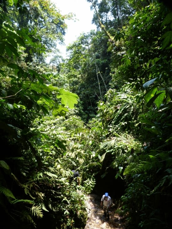 la forêt est dense.On entend les oiseaux, on croise de nombreux papillons dont une dizaine