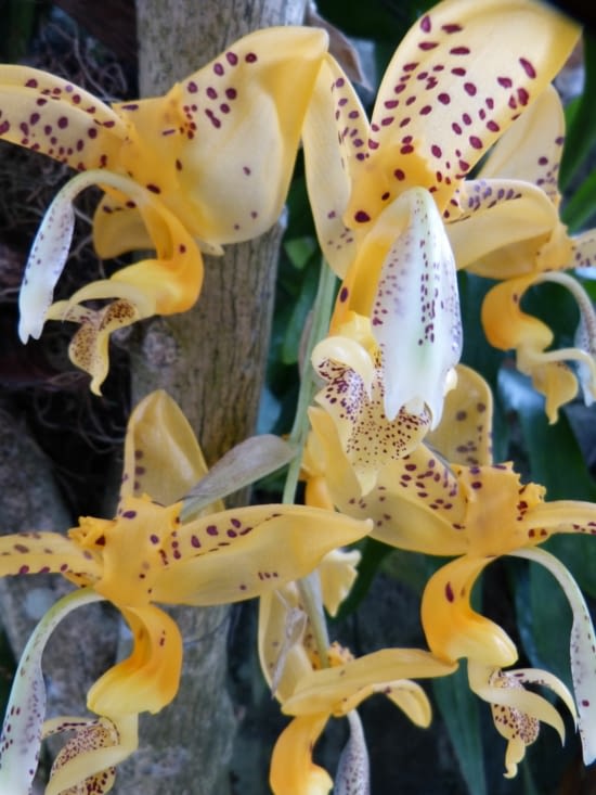 malgré l'altitude on trouve une grande variété d'orchidées