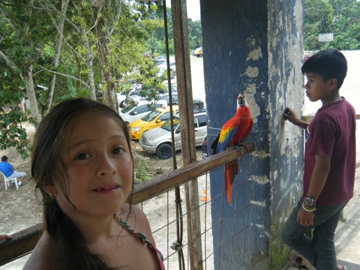 rencontre avec un ara rouge ici nommé guacamayo