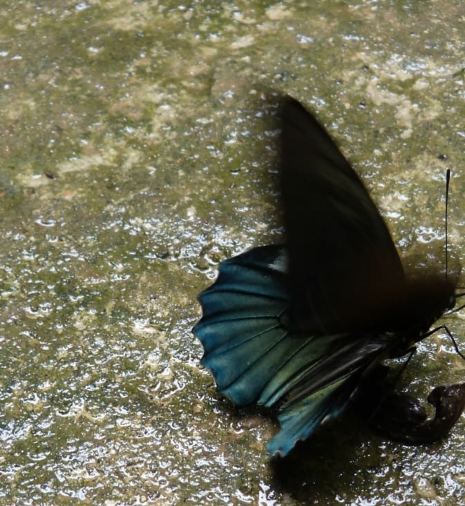 les papillons sont partout y compris le magnifique morpho bleu et noir qui fait entre