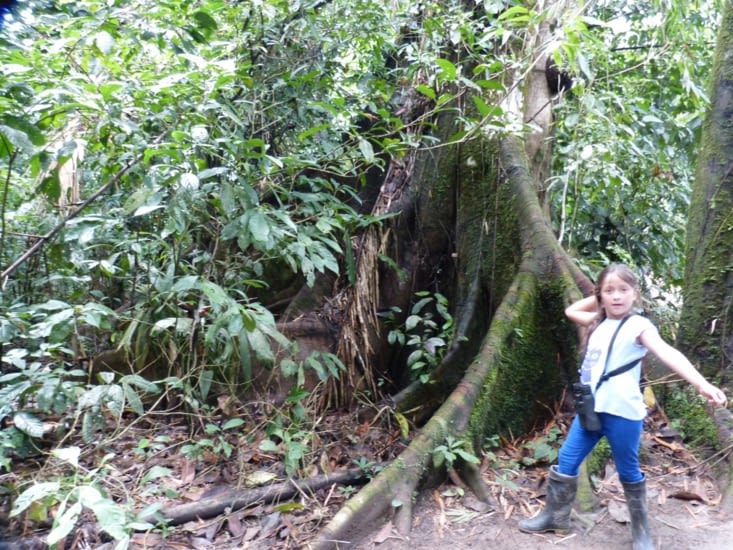un"fromager" le tronc sert pour les pirogues , les racines énormes pour les