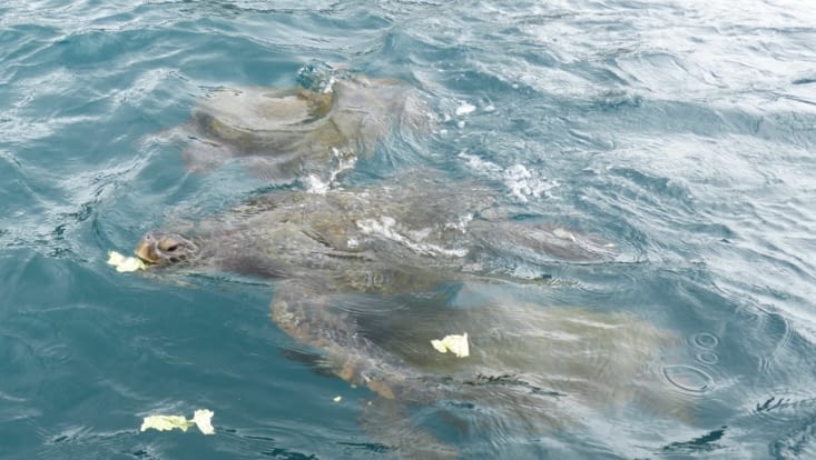 nous sommes accueillis par de très belles tortues vertes