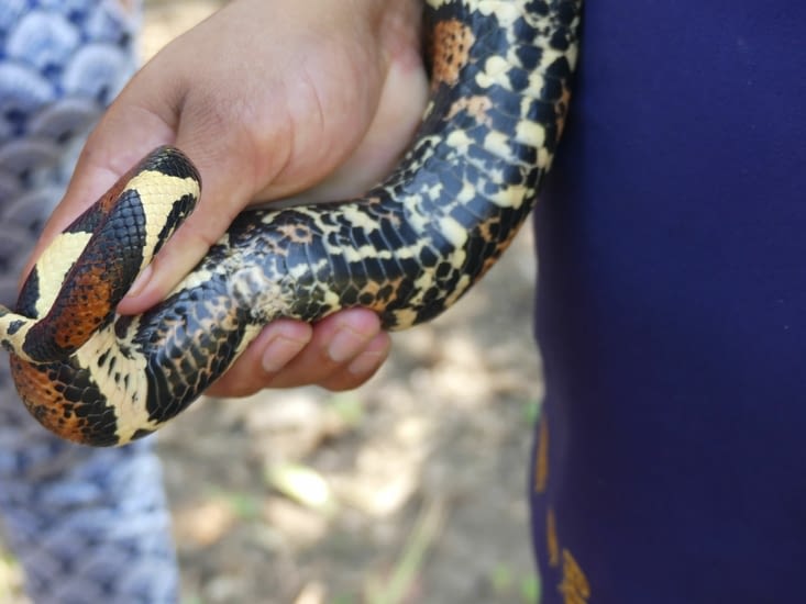 Timéo demande où est le sexe du boa . Il est caché dans les écailles .