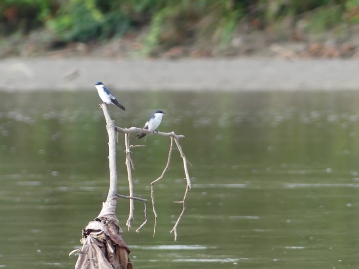 De nombreux oiseaux peuplent le fleuve. Hirondelles tropicales.