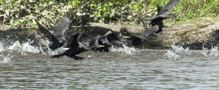 envol de cormorans des tropiques