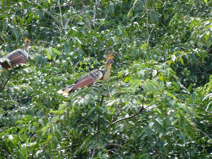 l'oiseau dit préhistorique le hoatzin qui vit en groupe.