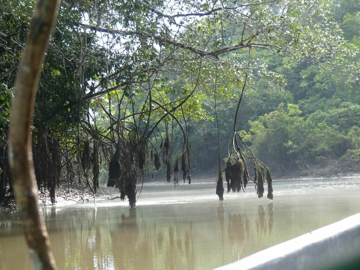 Nous sommes au début de la saison des pluies en selva . le niveau de l'eau va continuer à