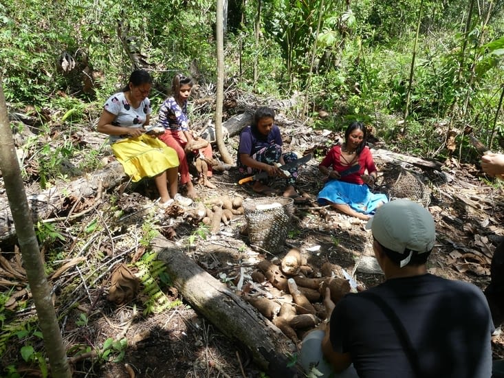 Une fois arrachée la yucca est pelée sur une grosse épaisseur .