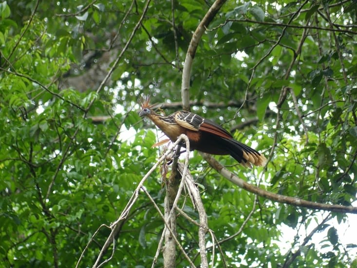 hoatzin