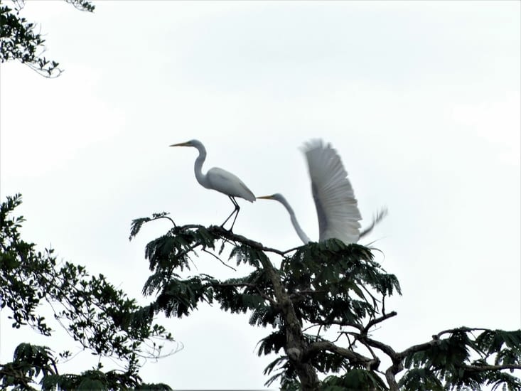 Grandes aigrettes