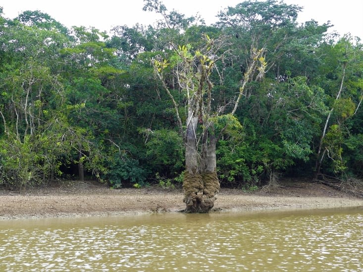 étrange végétation