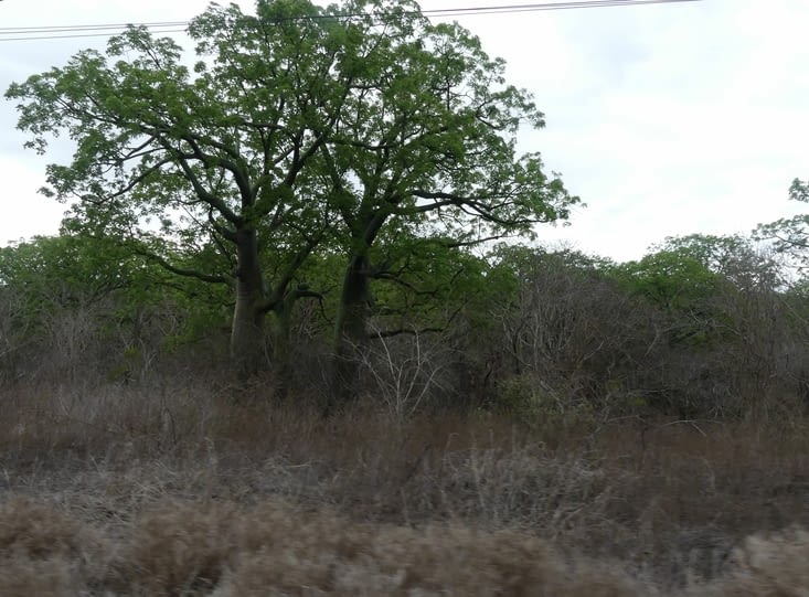 avec des arbres qui ressemblent aux baobabs africains