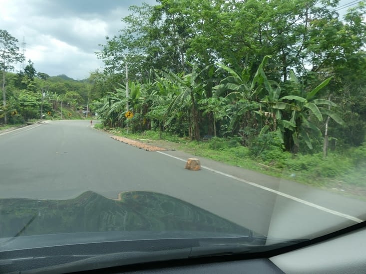 Le cacao sèche sur la route; Pas tout à fait bio...