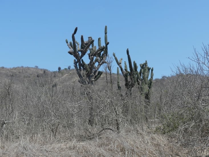 cactus  endémique . La végétation parait morte .Il n'a pas plu depuis un an . Mais dès que