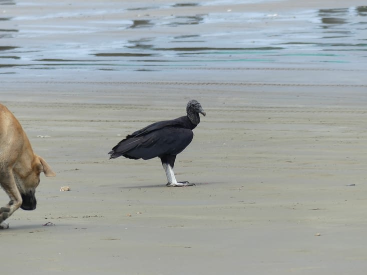 gallinazo u ururbu le vautour nettoyeur de plage que l'on retrouve partout