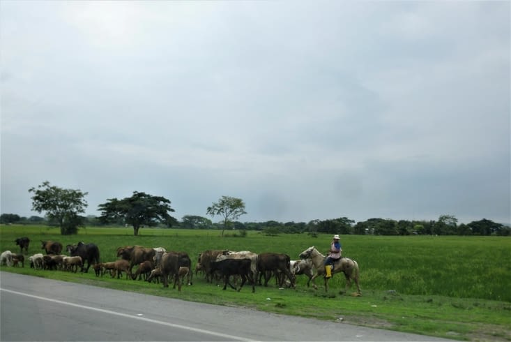 troupeau mixte zébus et vaches ordinaires.