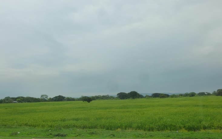 plus loin dans le delta du Gayas  culture du riz. L'Equateur est autonome en production de