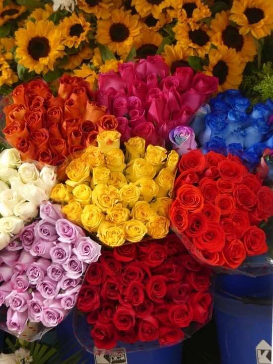 L'Equateur est un grand pays de cultures et d'exportation de roses.