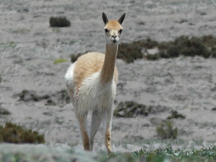 la vigogne vit à l'état sauvage