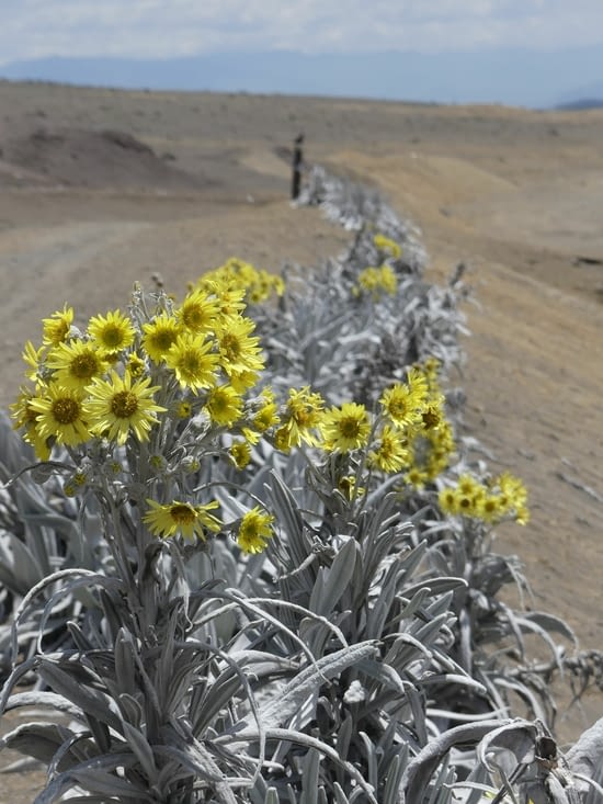 seule cette fleur pousse à cette altitude