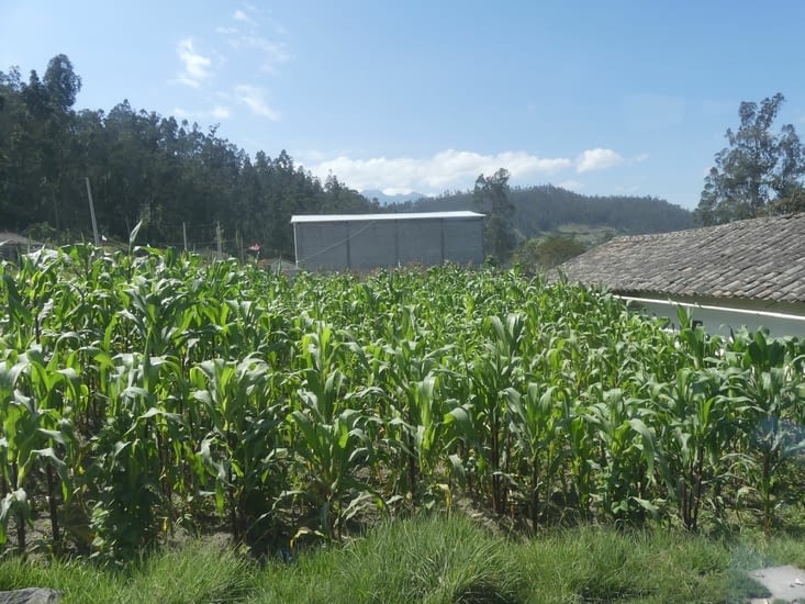 le maïs est prêt à être récolté