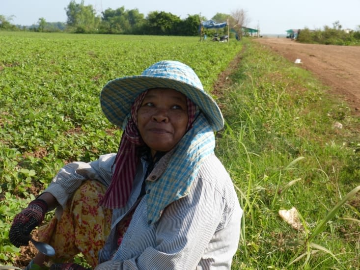au milieu des champs de cacahuettes semées en alternance avec le sésame