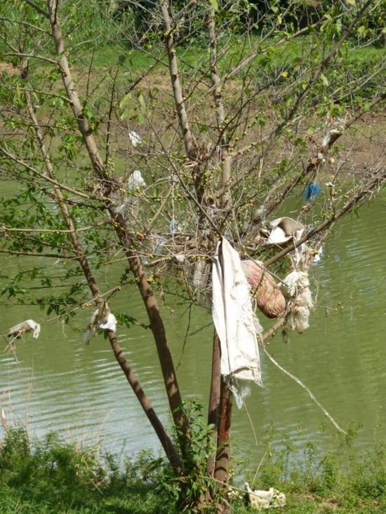 nouvelle espèce : le plastiquier .