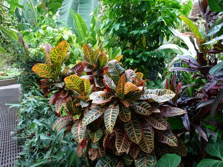 Beau massif de plantes vertes