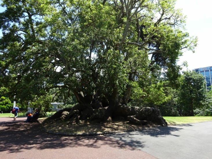 La végétation d'Auckland, toujours magnifique ...